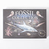 Fossil Collection Kit | ©Conscious Craft